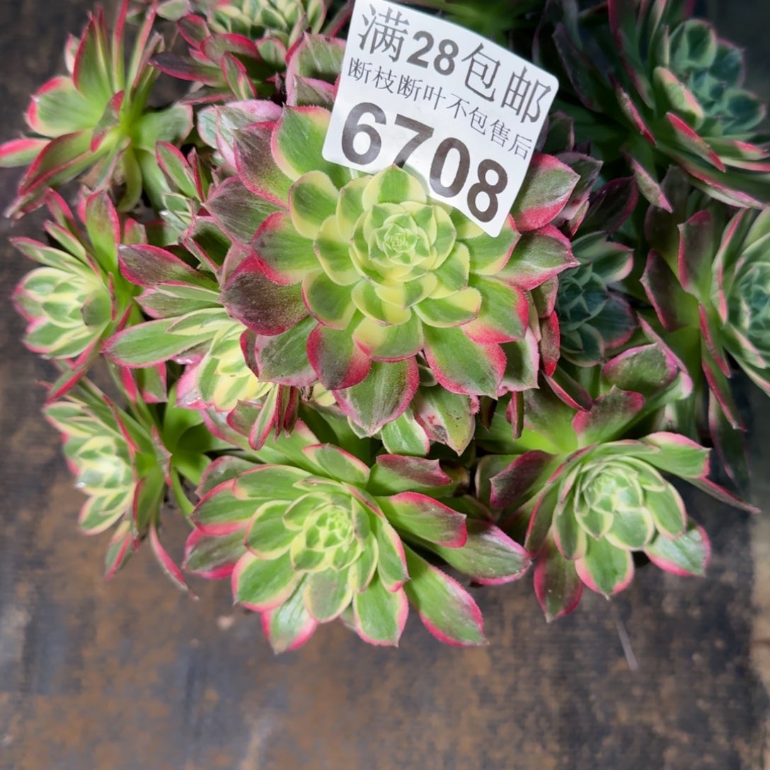 6708海王多肉zhiwu