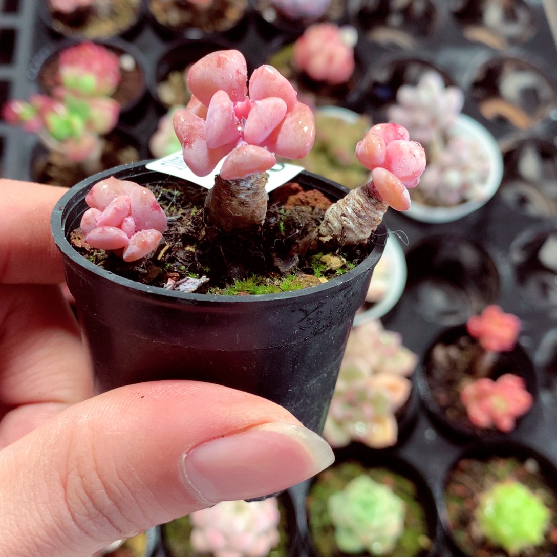 5厘米盆精控多肉2188