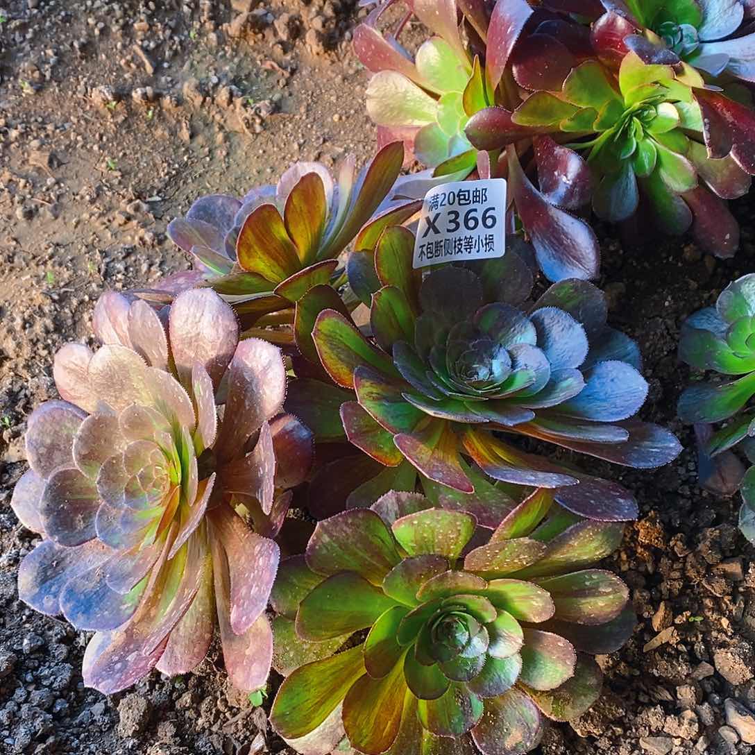 366花月夜多肉法师锦