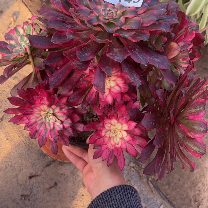 5149雪姬多肉植物