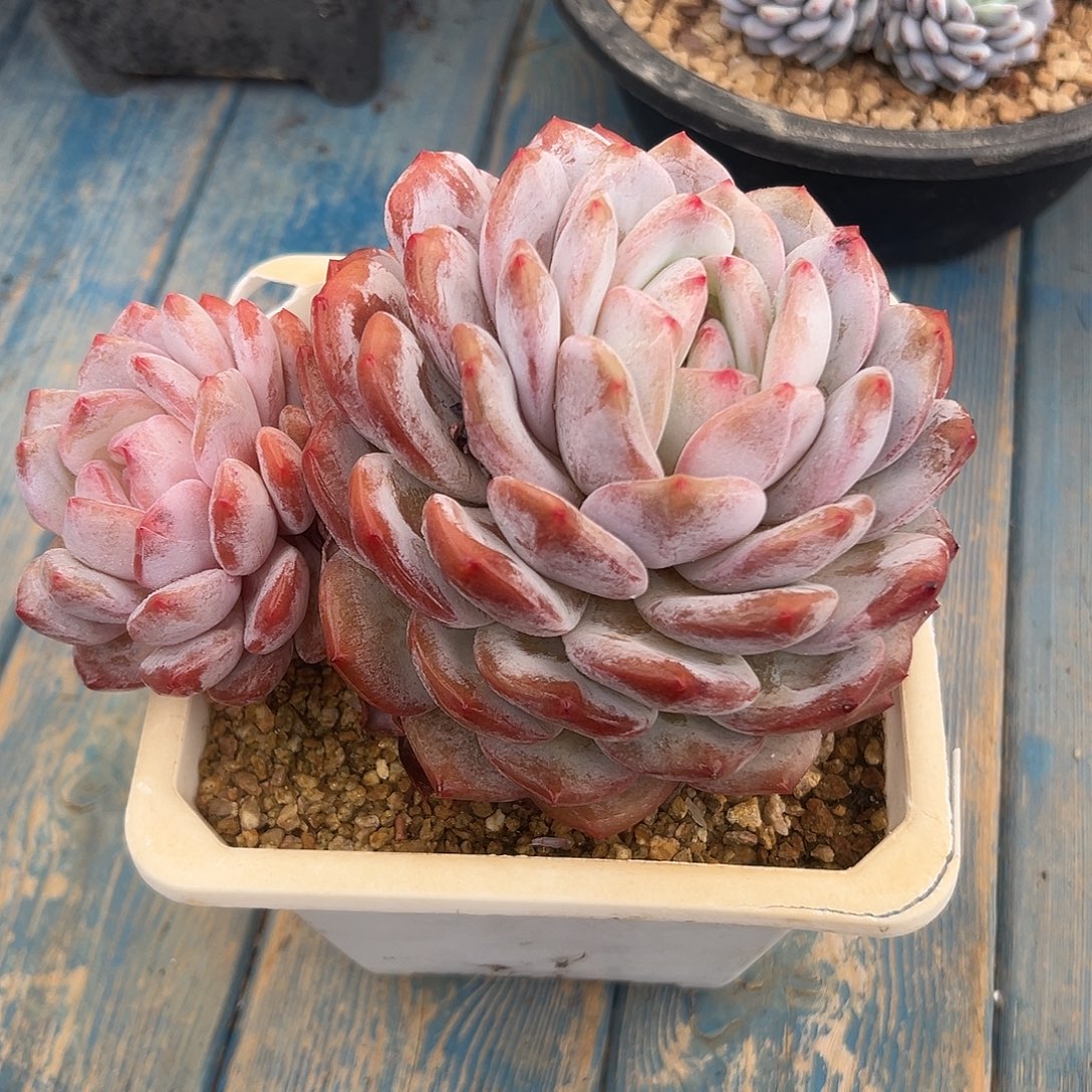 韩橙老桩多肉植物