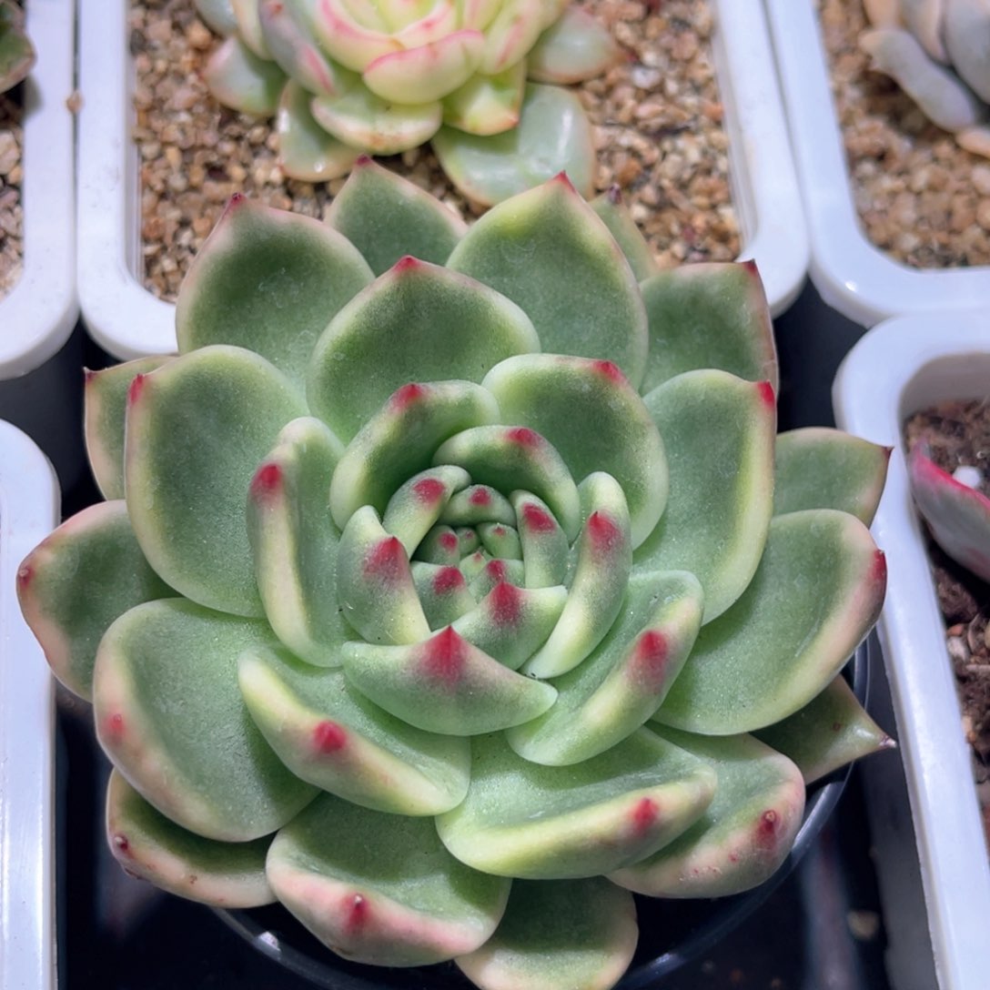 多肉特价阿姆斯壮锦