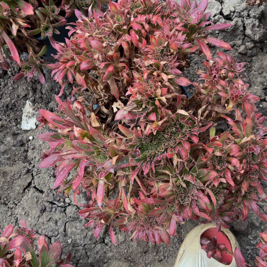 孔雀法师28//—-45包邮