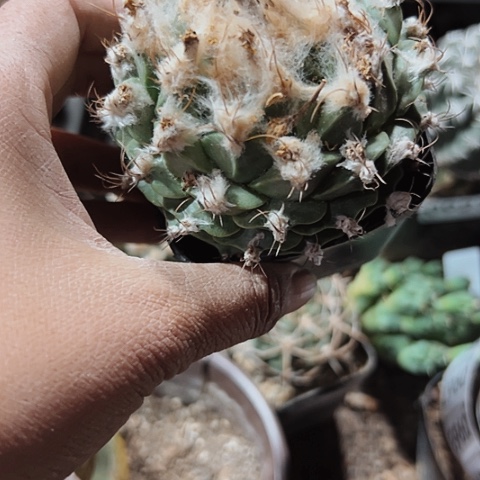 962木心根仙人球的特点