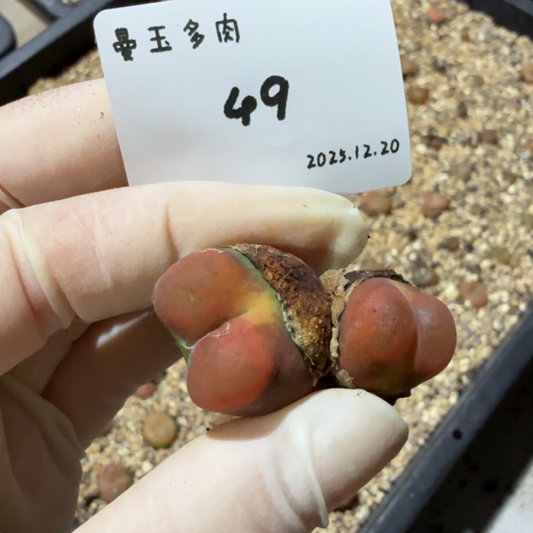 会***猪多肉多肉多肉12.20-049