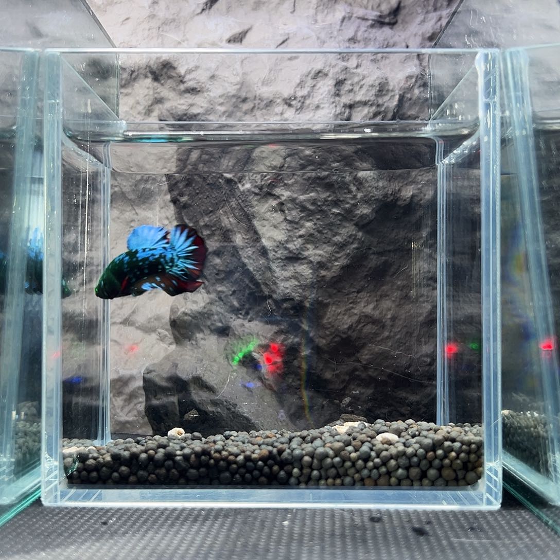 斗鱼精品精品精品精品