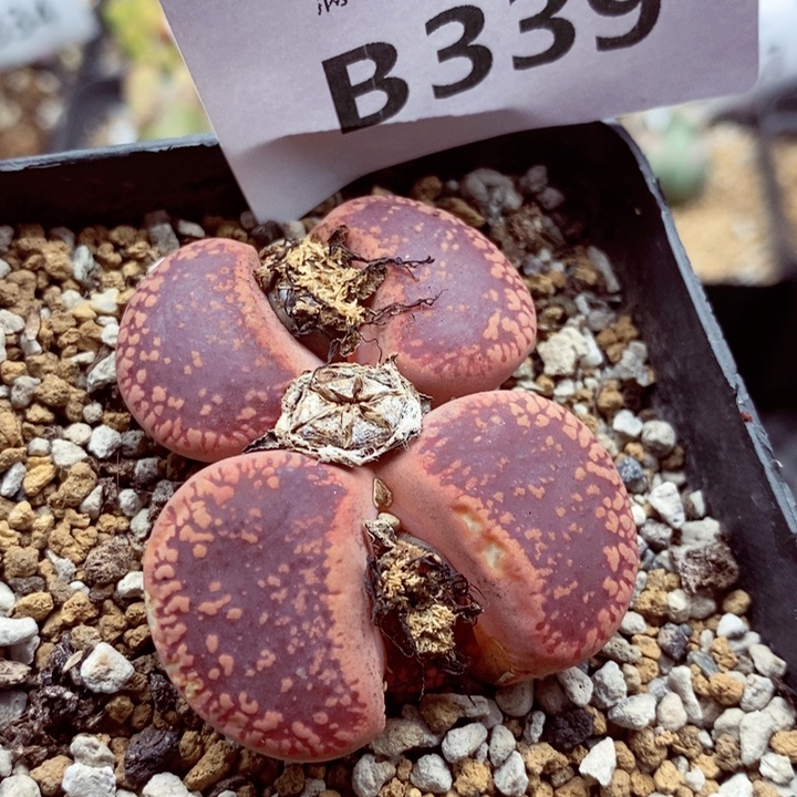 我的小姐姐们都339