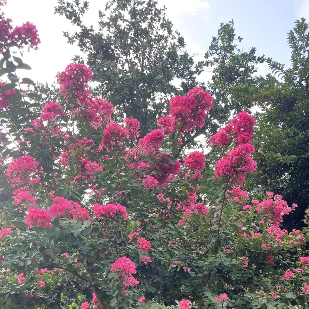 一物一拍！原生小叶紫薇庭院别墅院子花园景观绿植