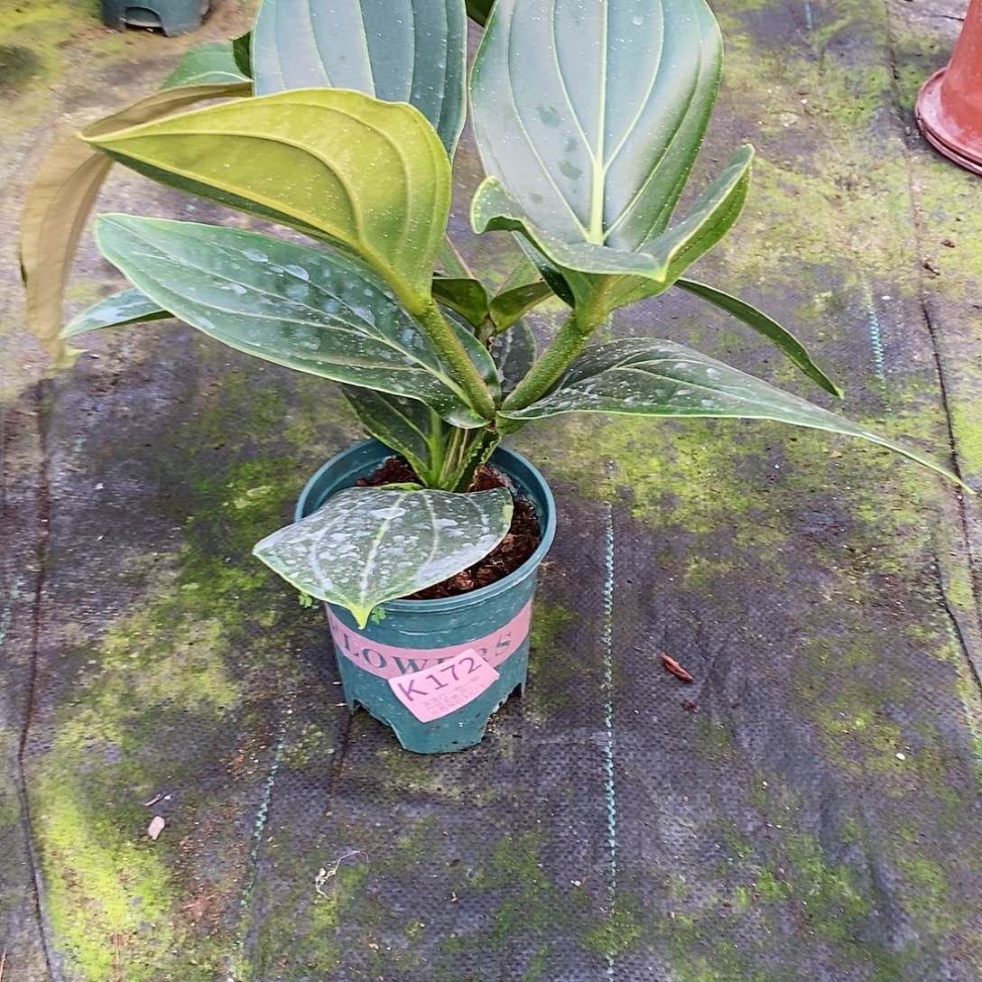 无花朵晓*宝莲灯172叶损