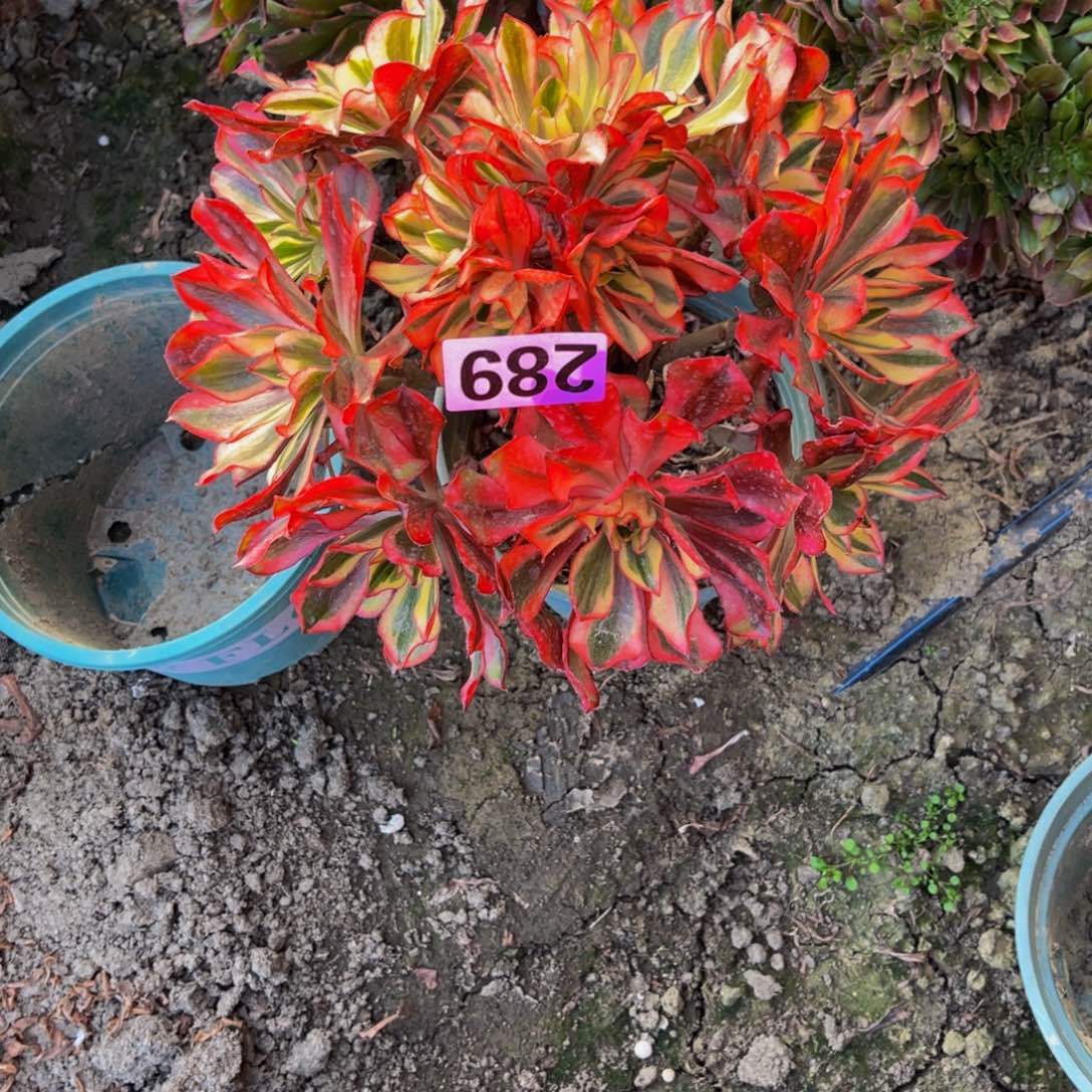 魅影法师16–1，包邮