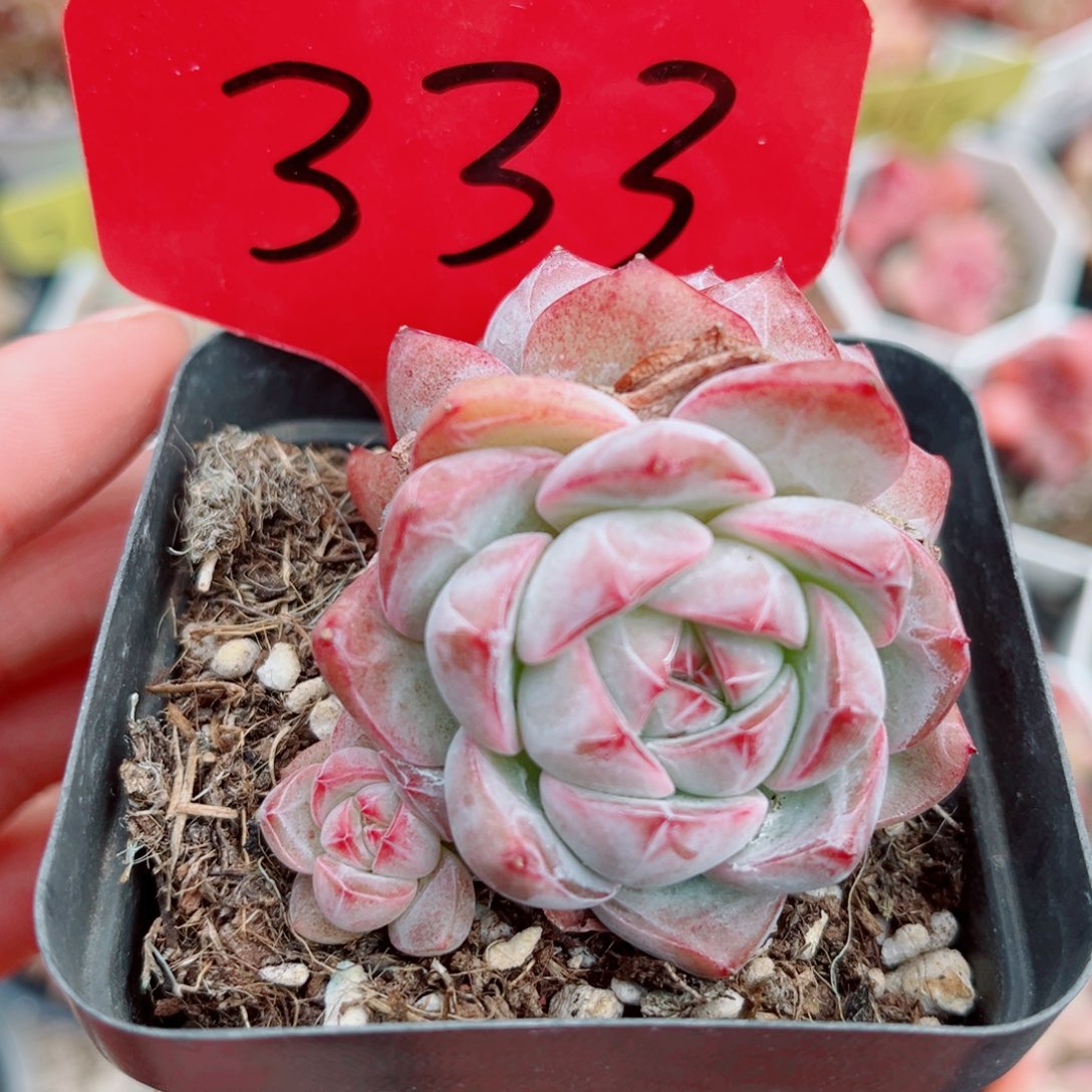 泡***️333号小老桩珍妮群