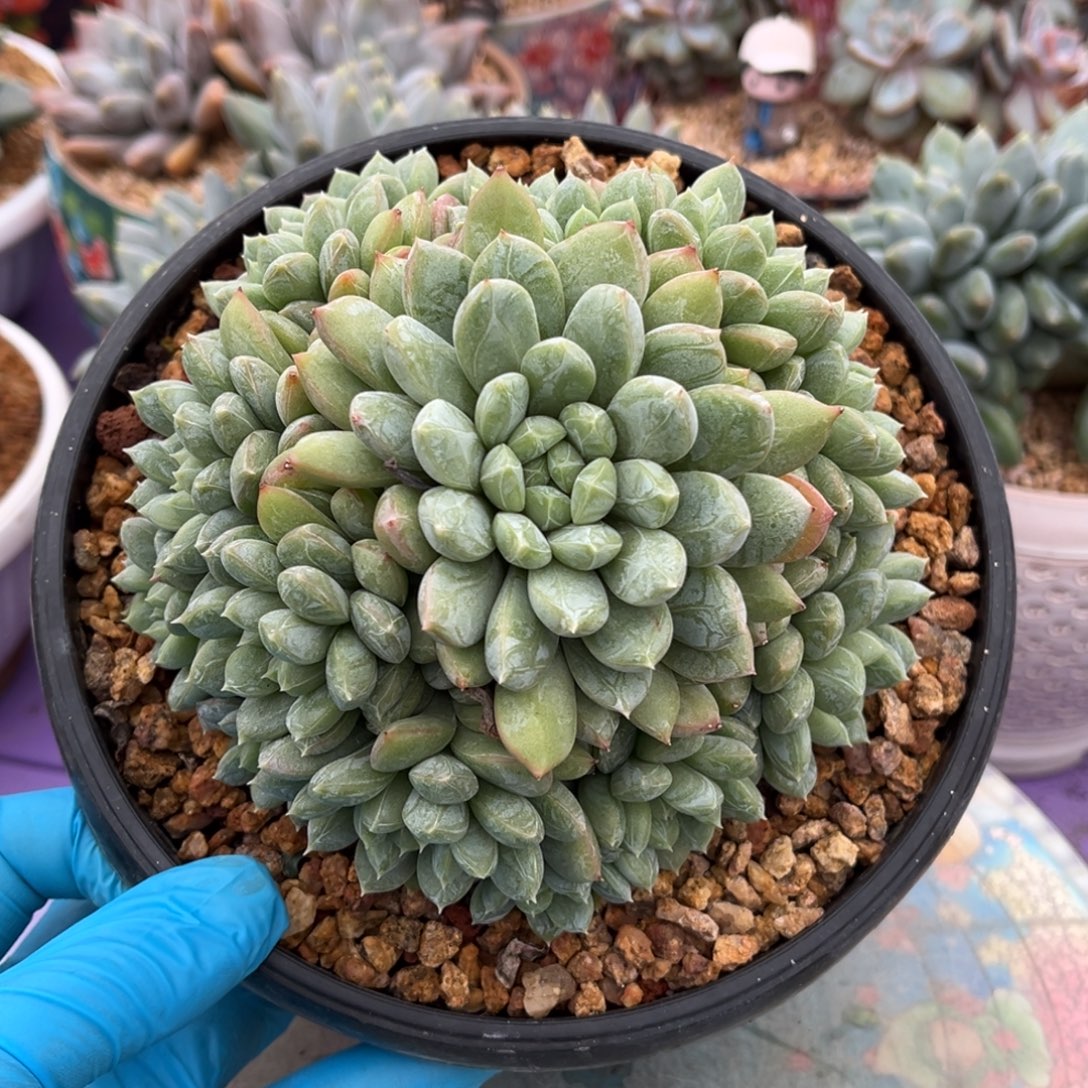 翡翠无砍一物一拍