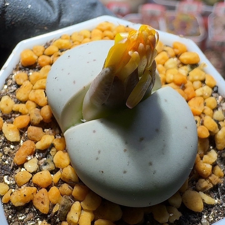 双***楼生石花1111111。  157