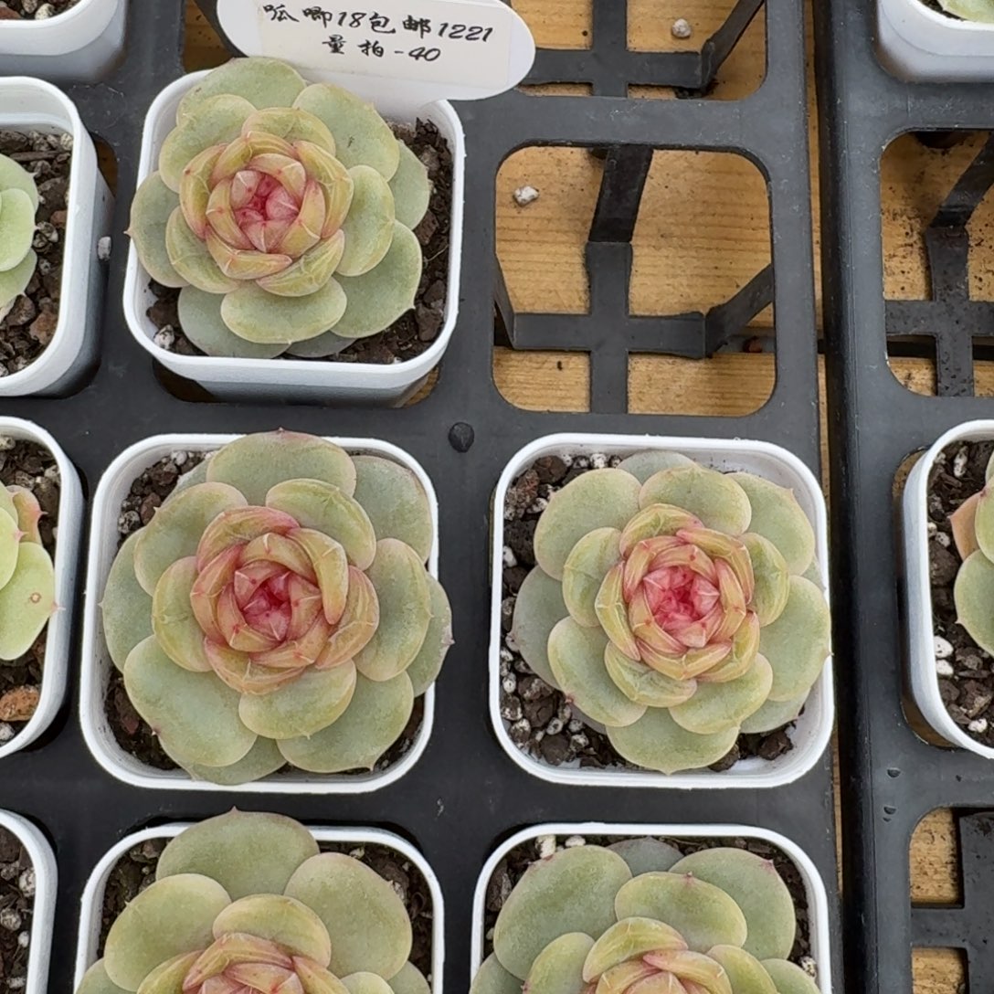 1221-040-欢乐颂一颗量拍