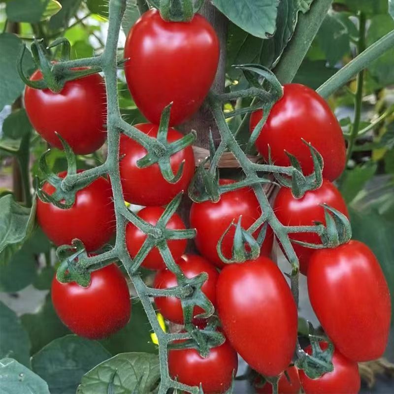 云南圣女果新鲜小番茄小柿子水果孕妇现摘现发小西红柿糖葫芦鲜果