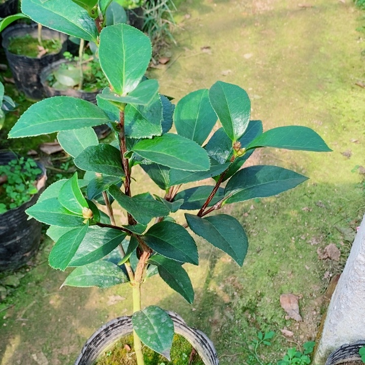 完全开放姚黄魏紫