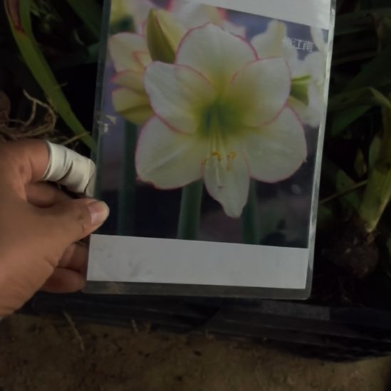 当前无花栽培后可以开花俏江南4厘米裸根球10棵