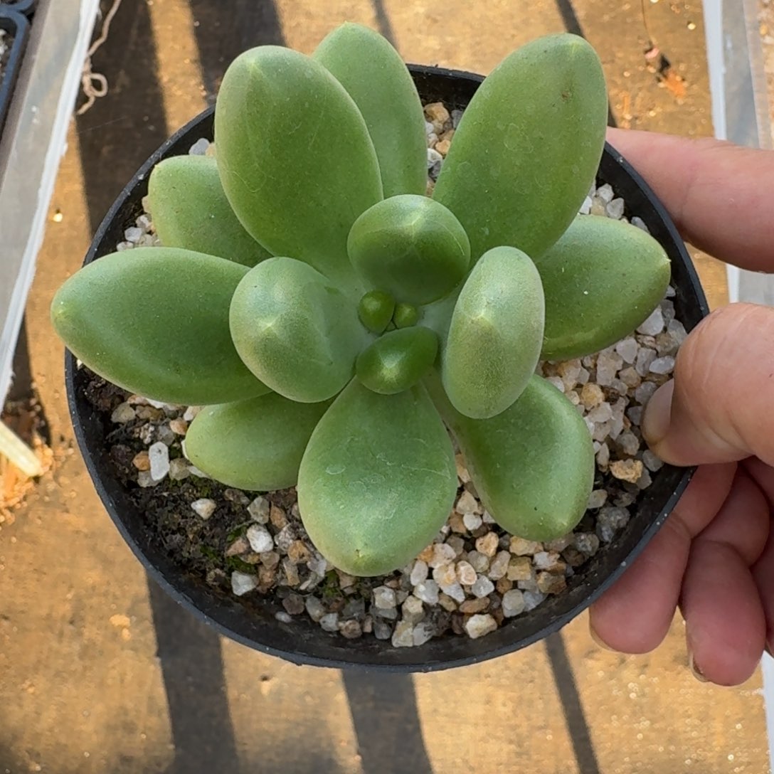 摩尔根 单头  一物一拍