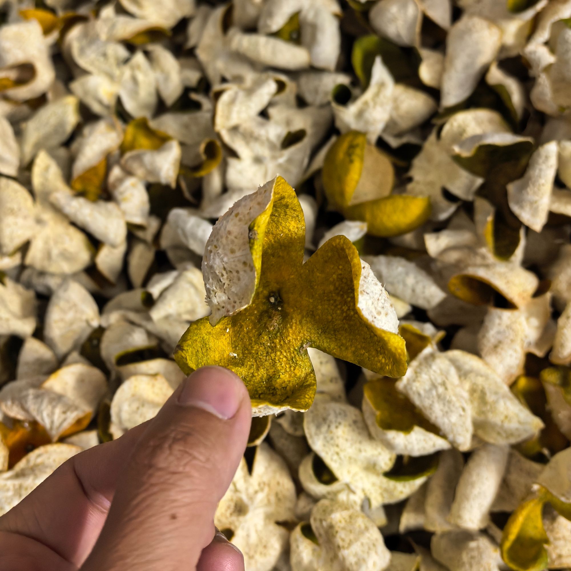 （精挑油皮仔）2025年圈枝新会柑二红皮干皮