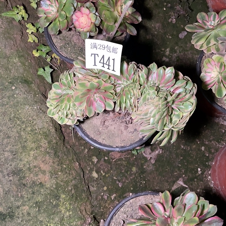 441万白缀多肉植物      