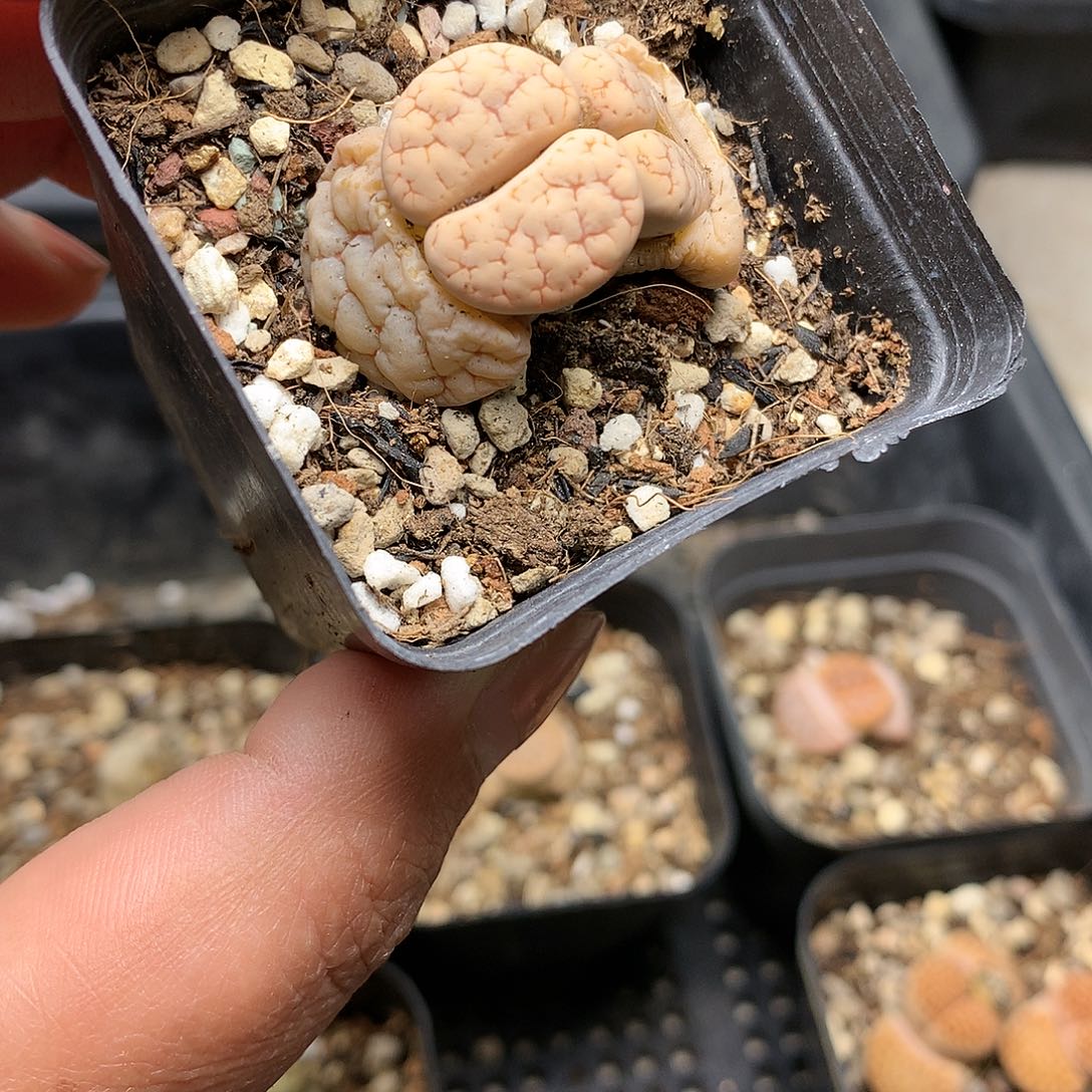 E25多肉植物保护研究所
