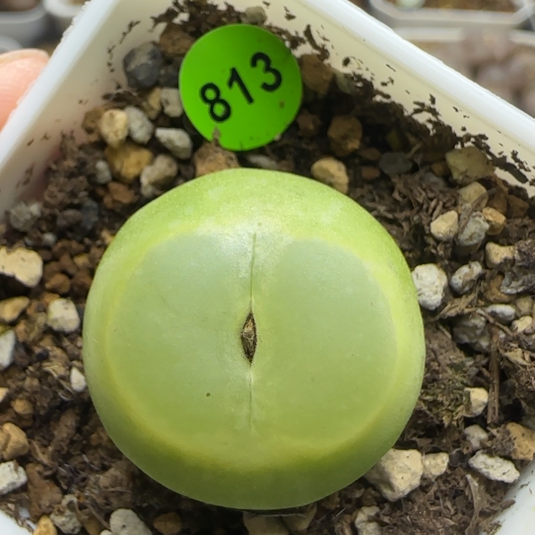 拉登2.4+多肉植物813