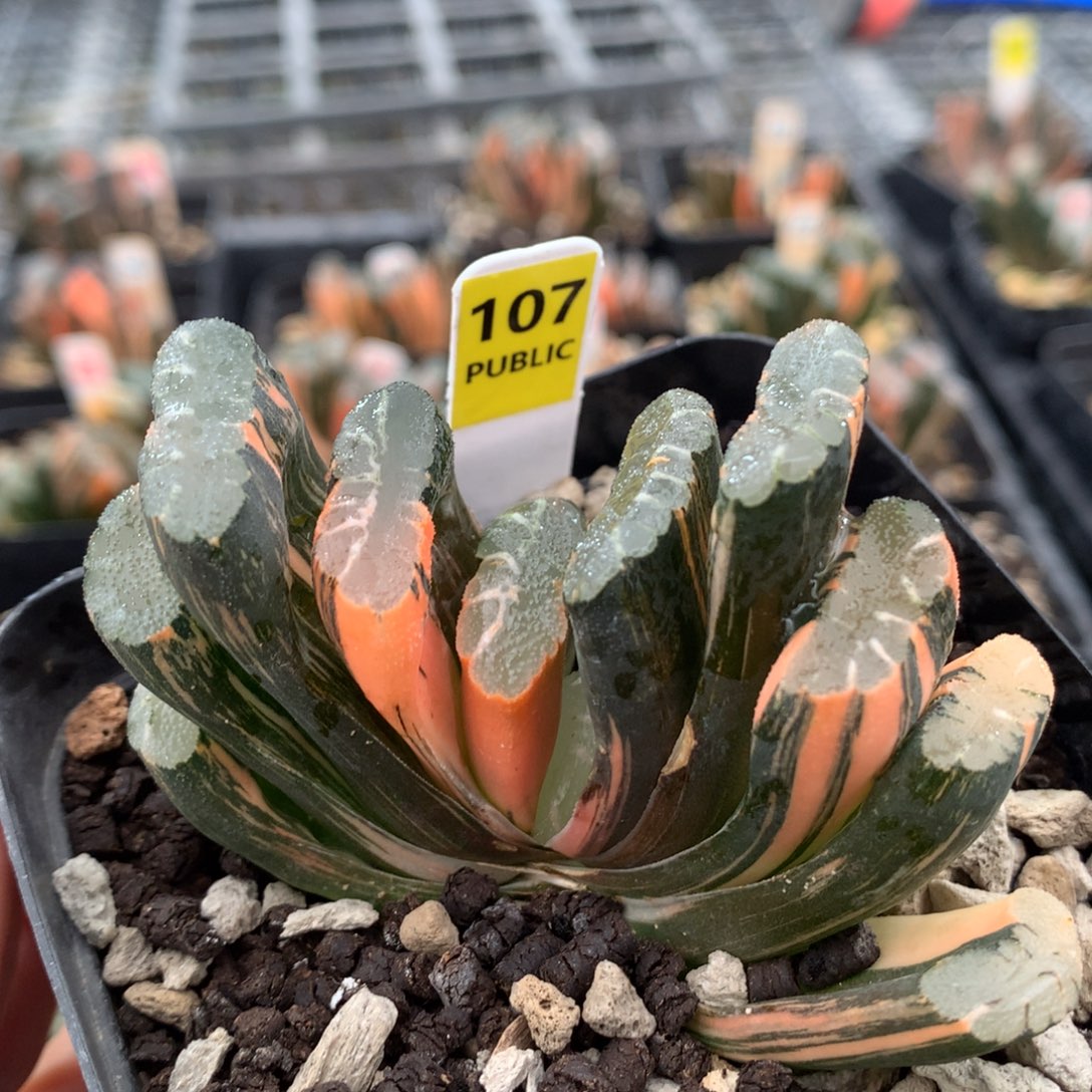 以实际为准107赤班