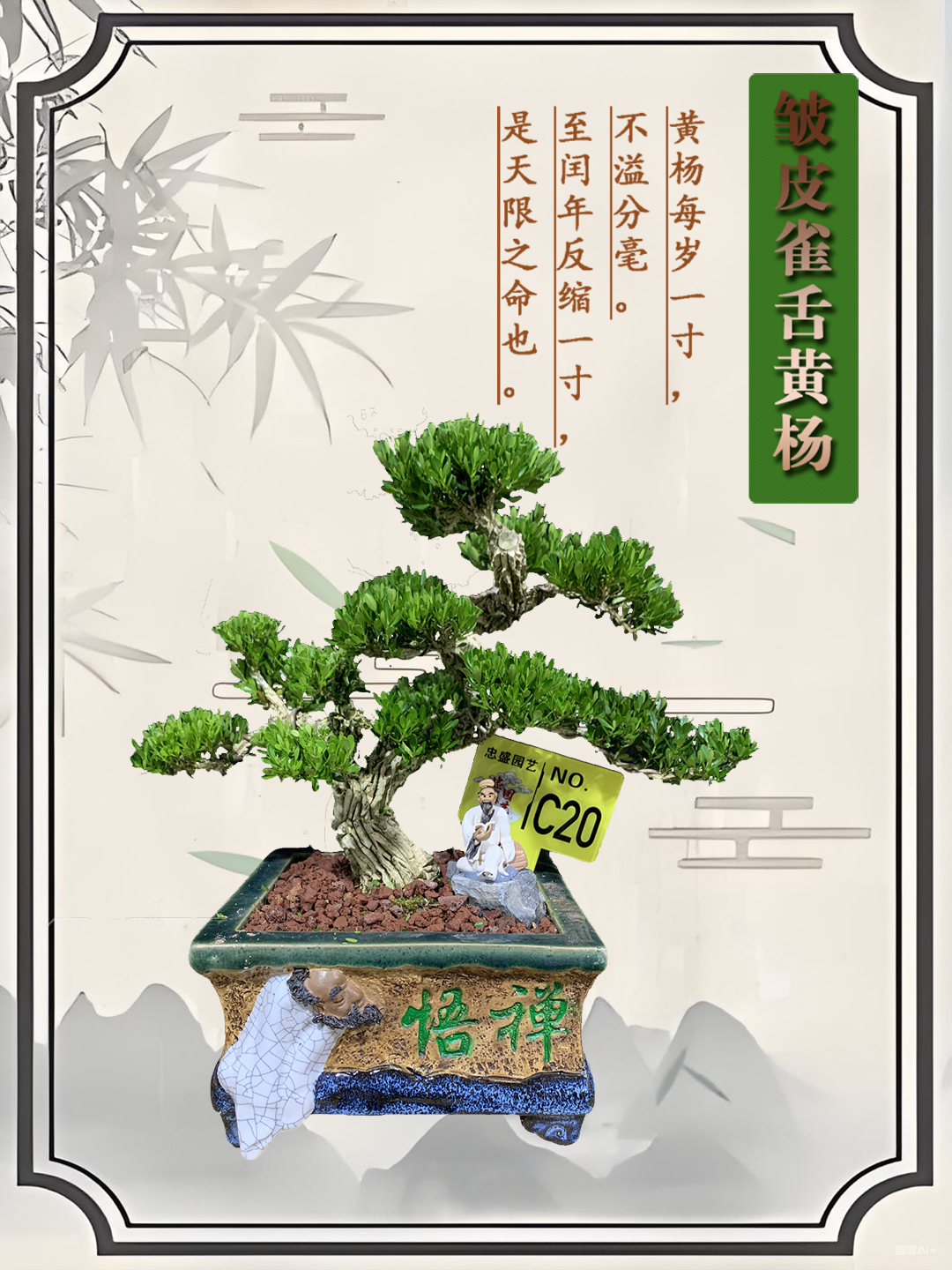 【C20】精品剪枝骨架茶台桩黄杨盆景四季常青适合客厅摆放室内绿植