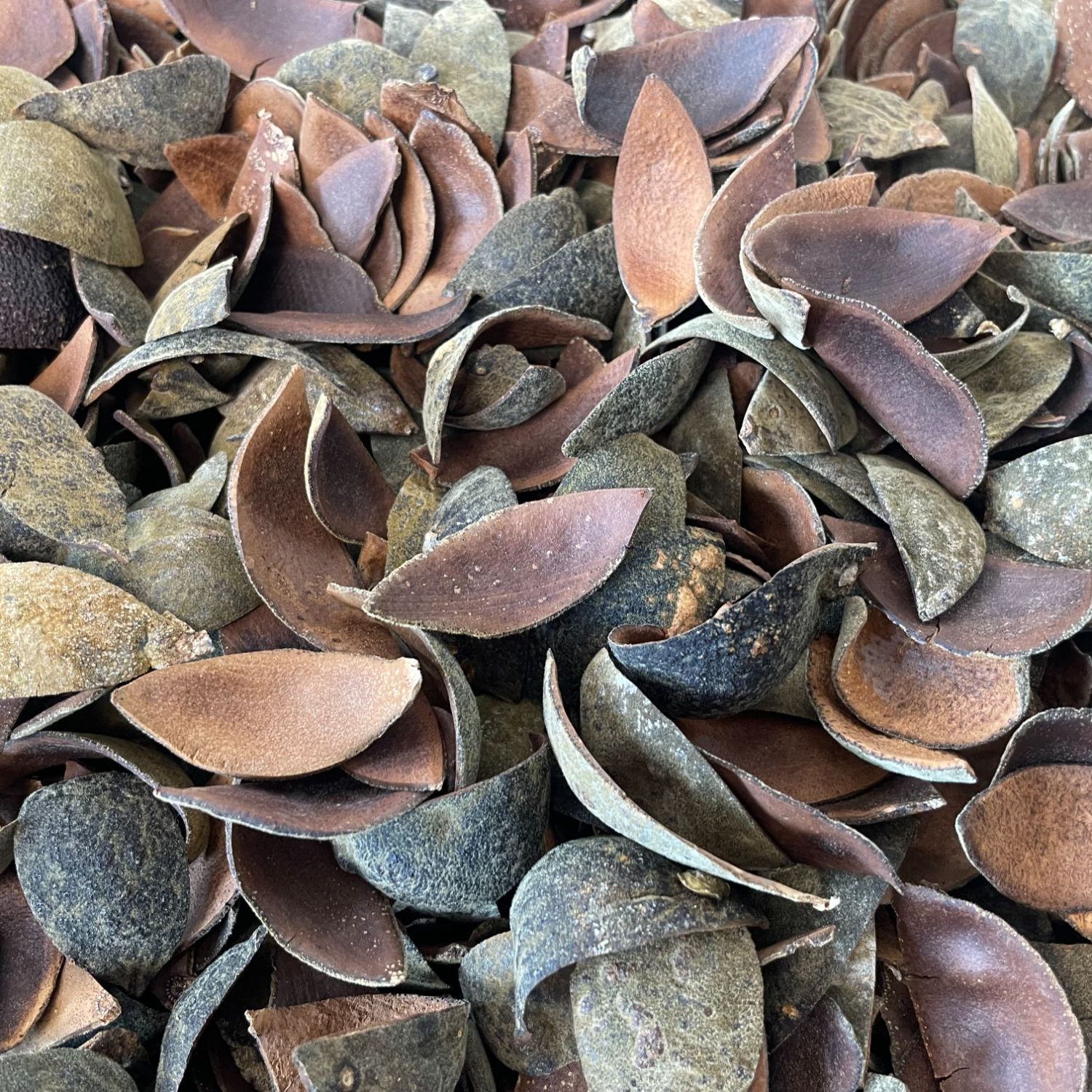 60年原枝母树正毛化橘红皮（25年陈）