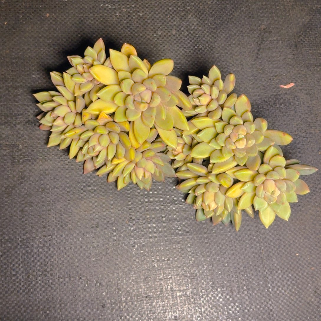 象牙福利平头群11111111多肉