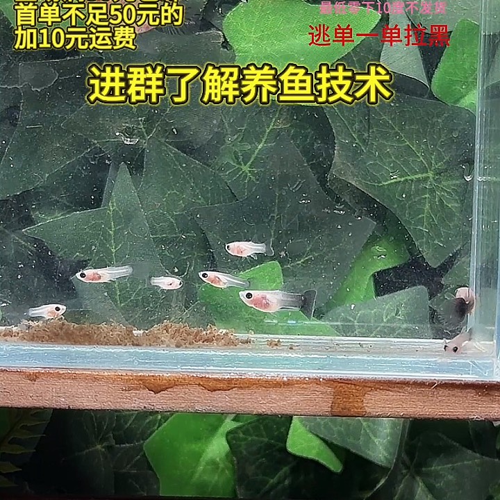 孔雀鱼超透玻璃猫