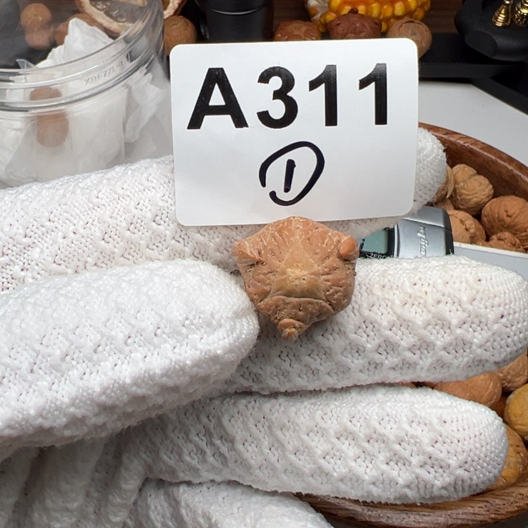 凤眼菩提吊坠龙爪