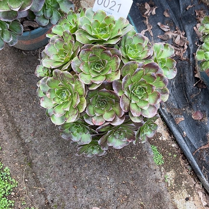 0021魅金玫瑰多肉植物