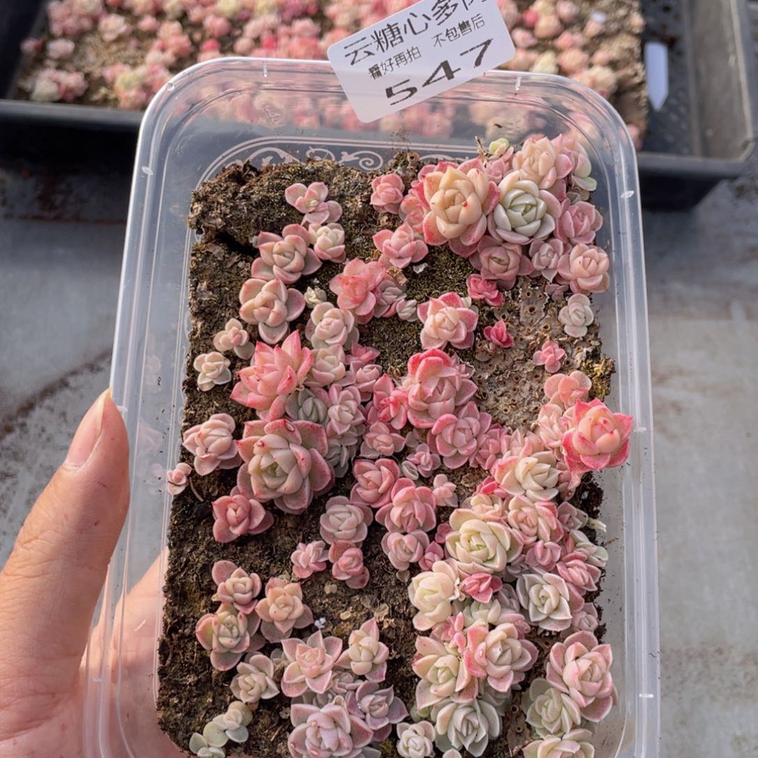 云糖心多肉植物547