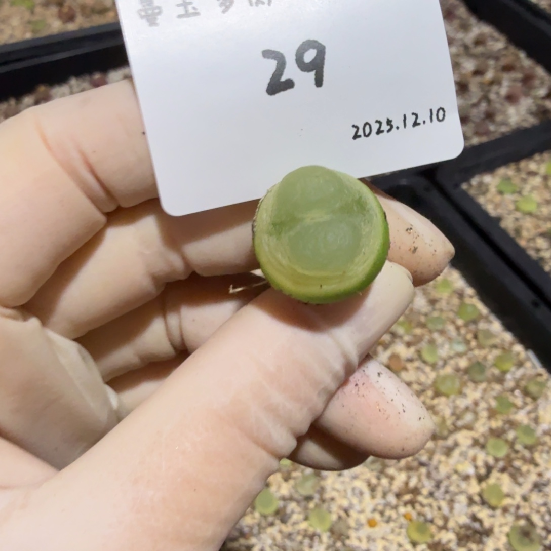 土***豆多肉多肉多肉12.10-029