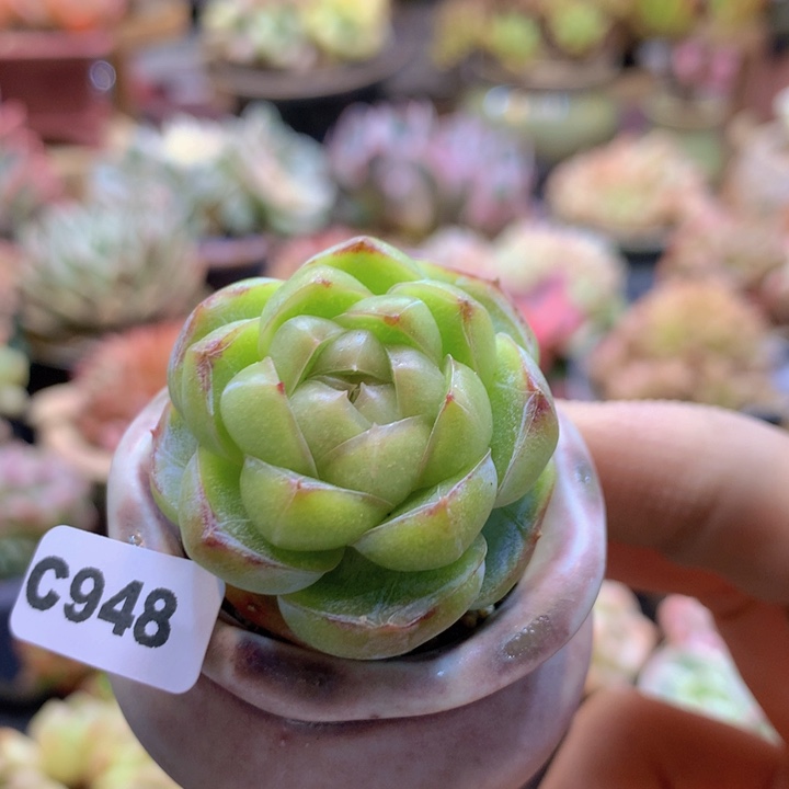 一物一拍含盆土满38包邮C948