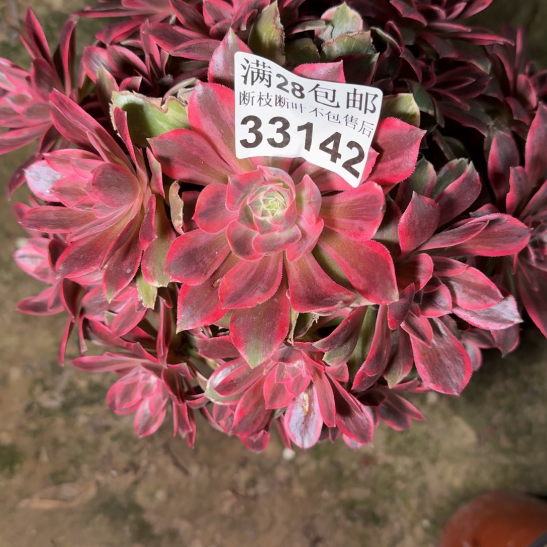 33142浣纱多肉植物提取