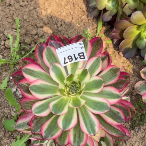 多肉植物倾城捧花