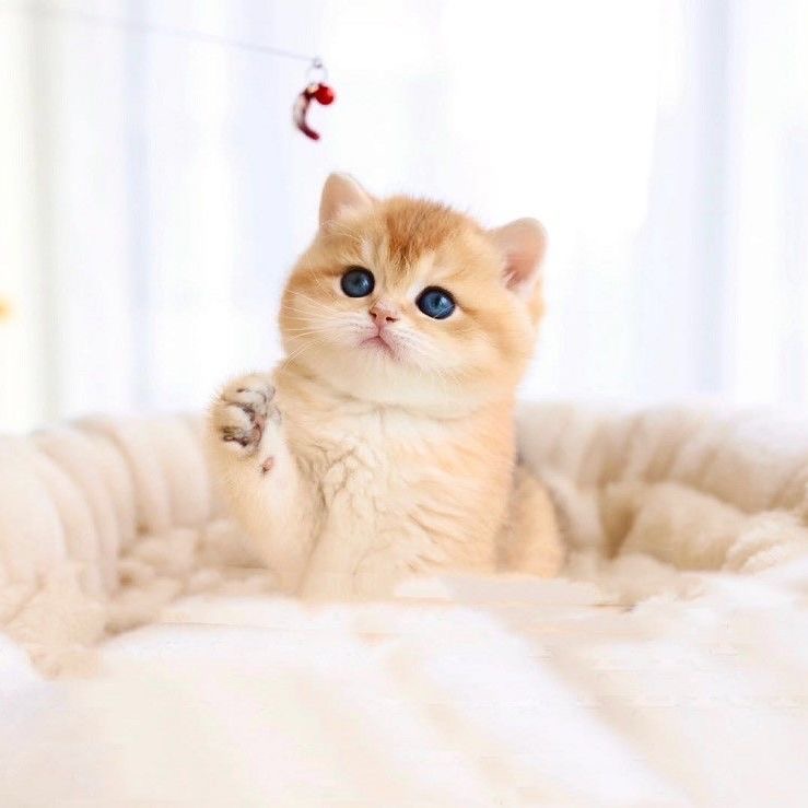 宠物蓝金渐层长毛布偶猫英短猫等宠物猫活体宠物猫