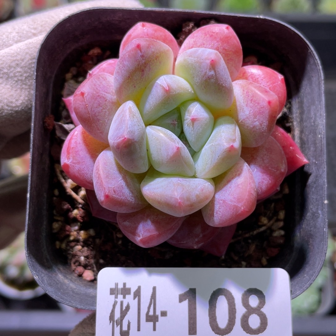 花利美14-108冰糖