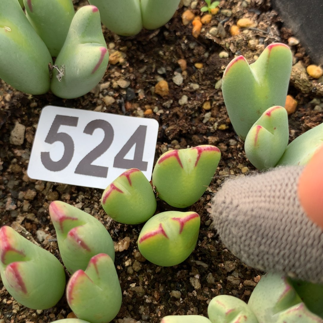 524少将母本一颗