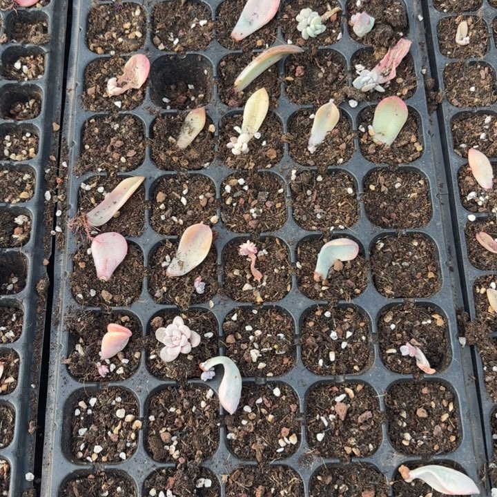 一筐价格美尻多肉覆轮