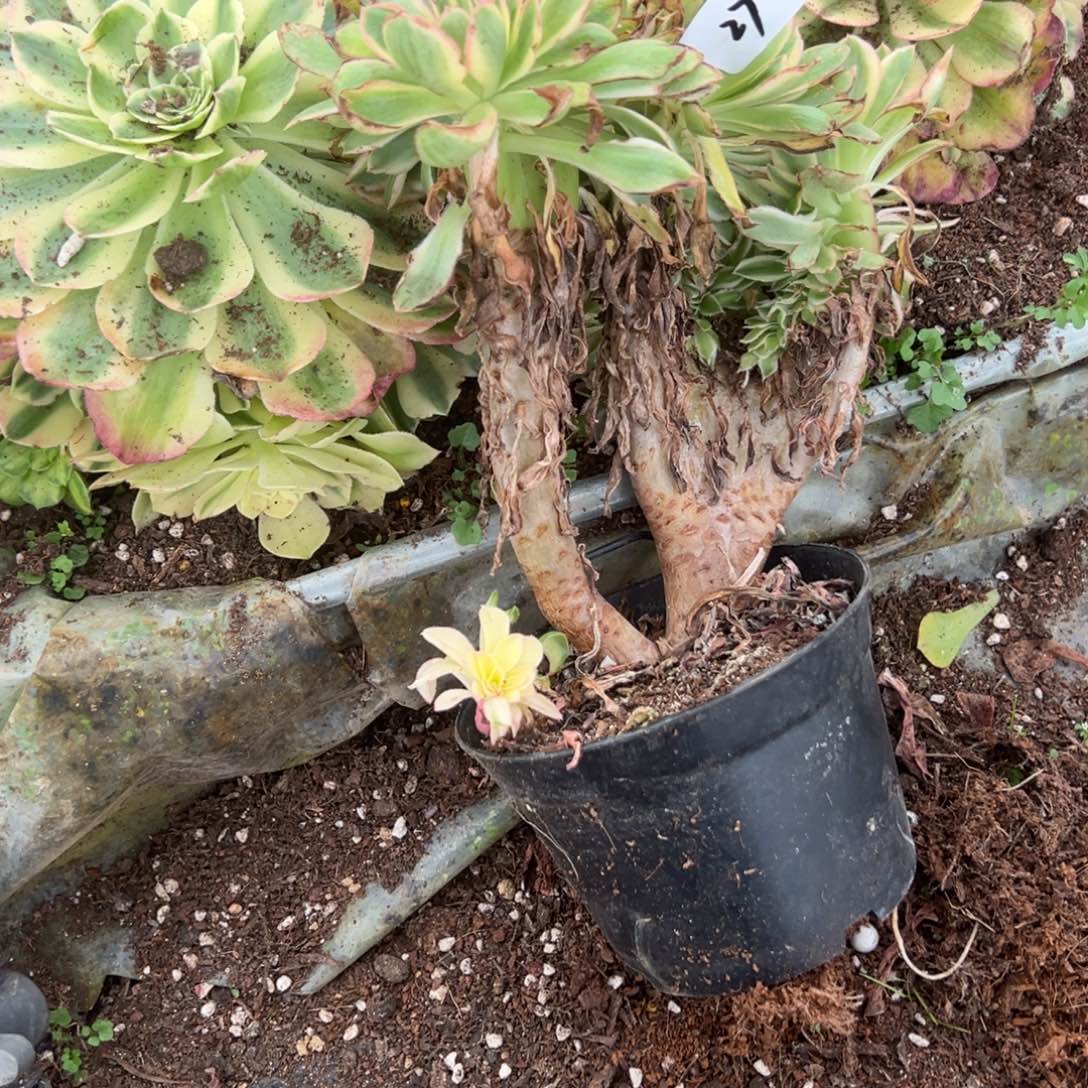 27青连缀多肉椅子