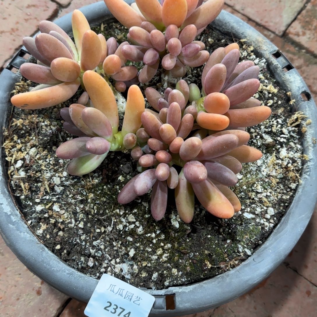 2374糖果美人多肉植物的时候