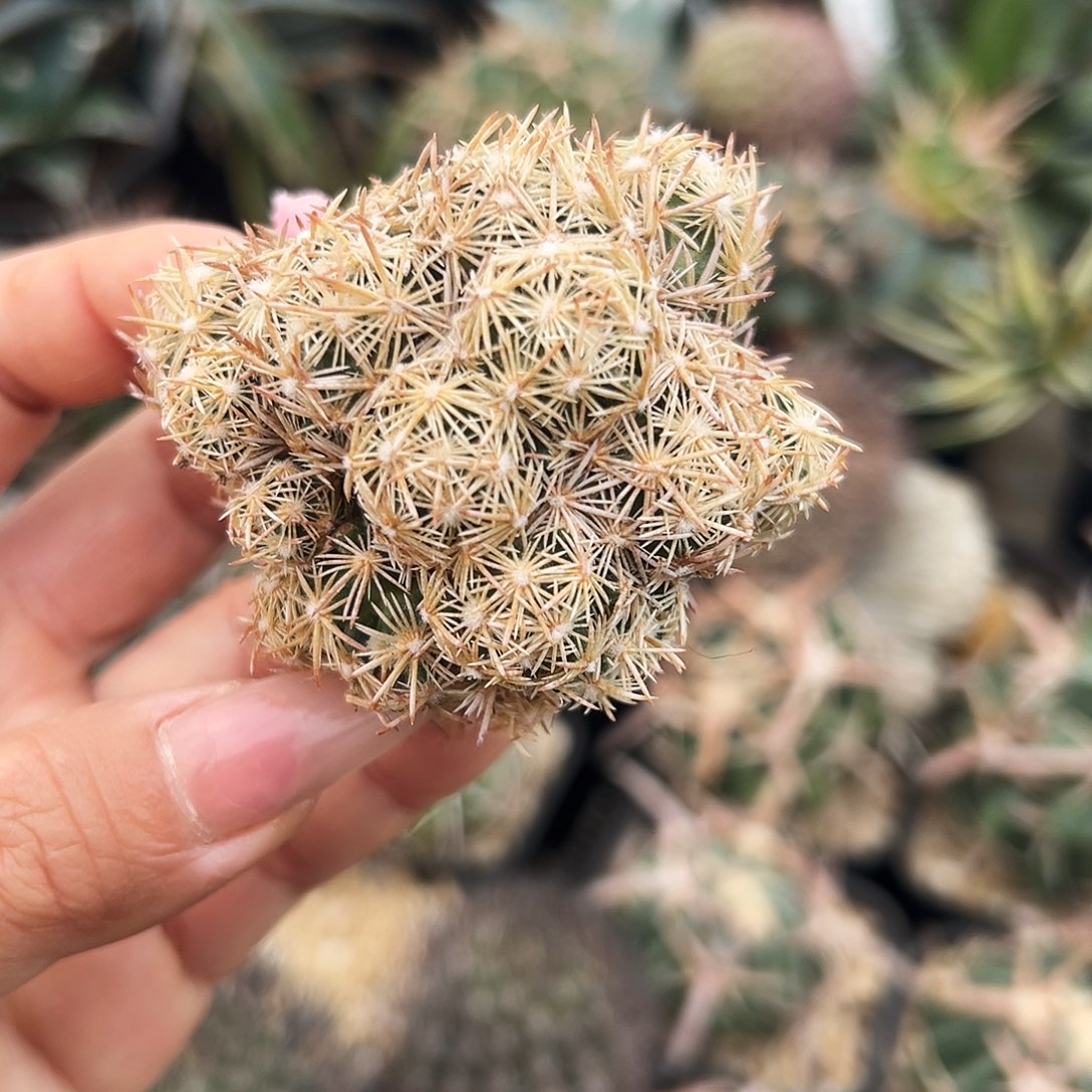 紫王子仙人球666666