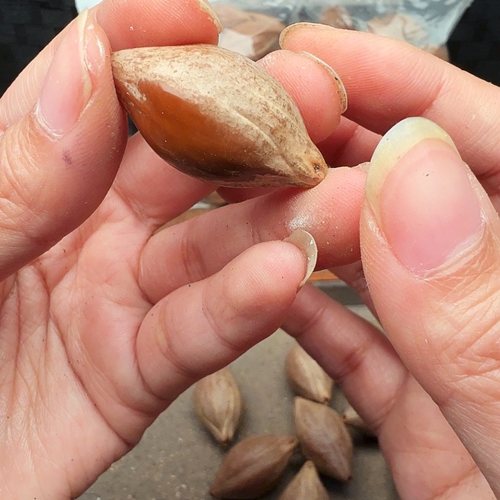 手串/手链橄榄核橄榄