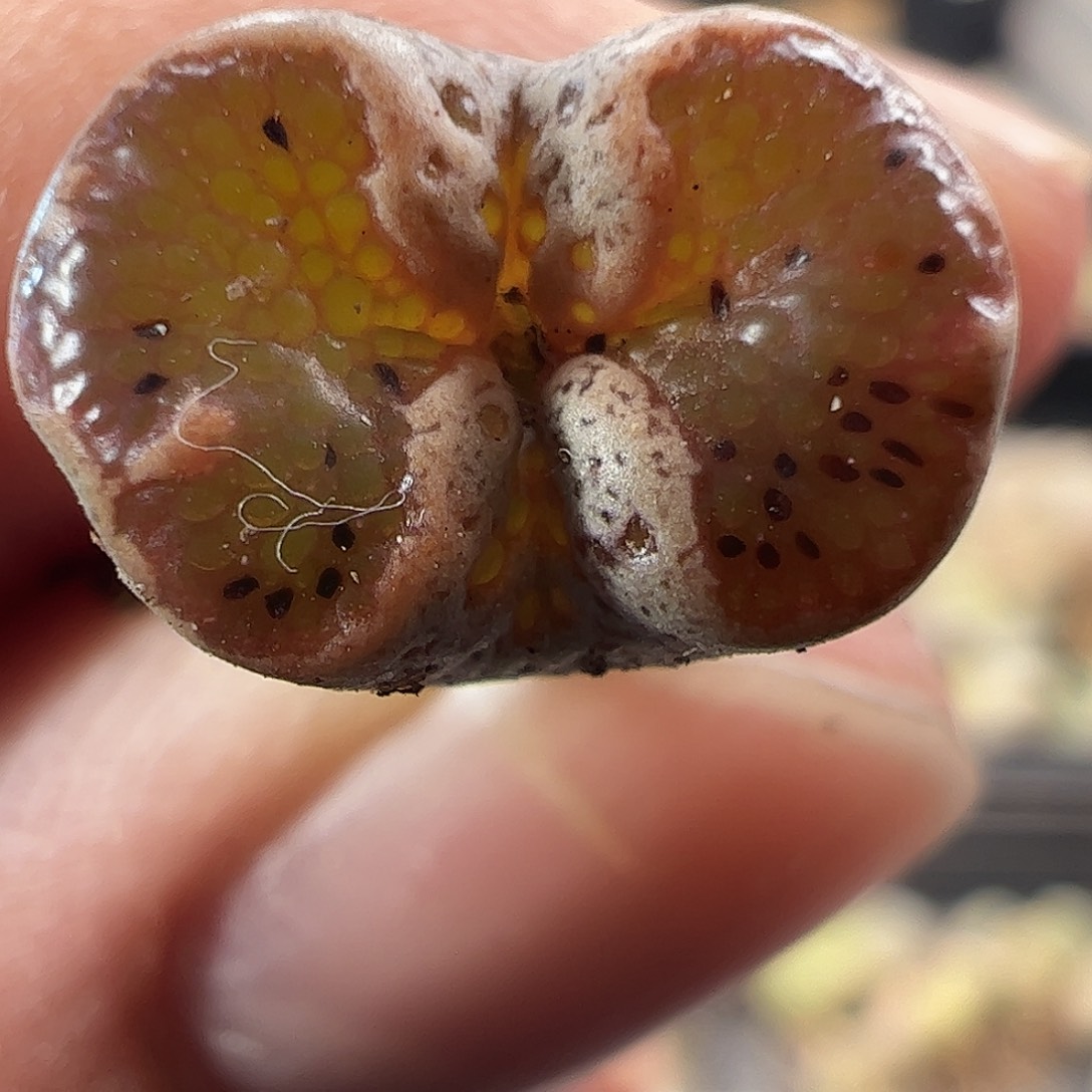 一物一拍。    404