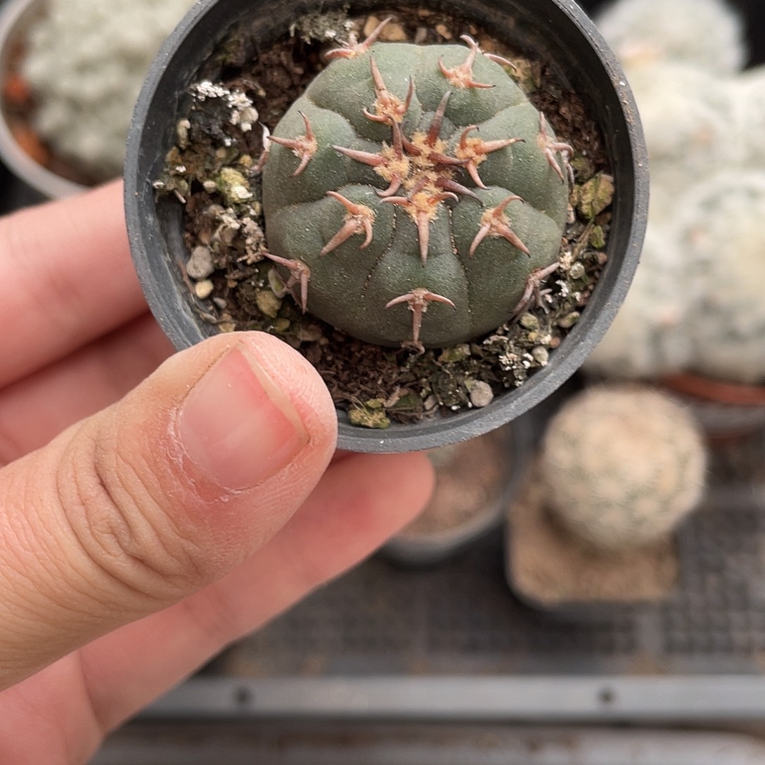 283猫爪（满18元包邮）