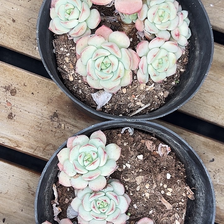 圆盆香草。   福利多多