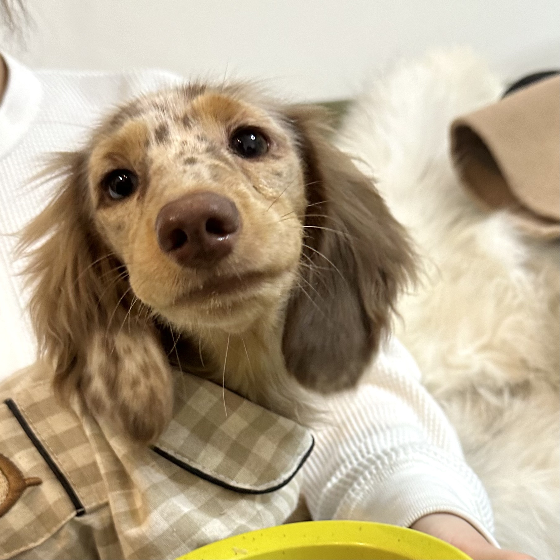 【帕丁顿犬舍】赛级长毛腊肠赛级博美巴辛吉犬狗狗活体